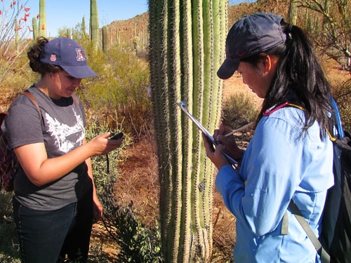 Two young female college students in the desert studying a giant cactus