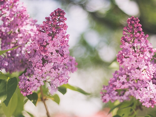 Close up of lilacs.